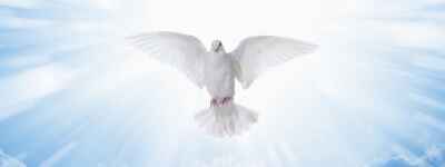 a dove with divine light emanating from it.