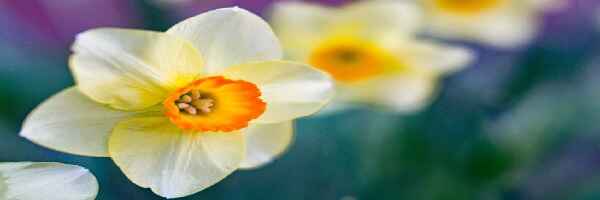 Row of flowers with one blooming, symbolizing hope. Prayers for Health and Healing.